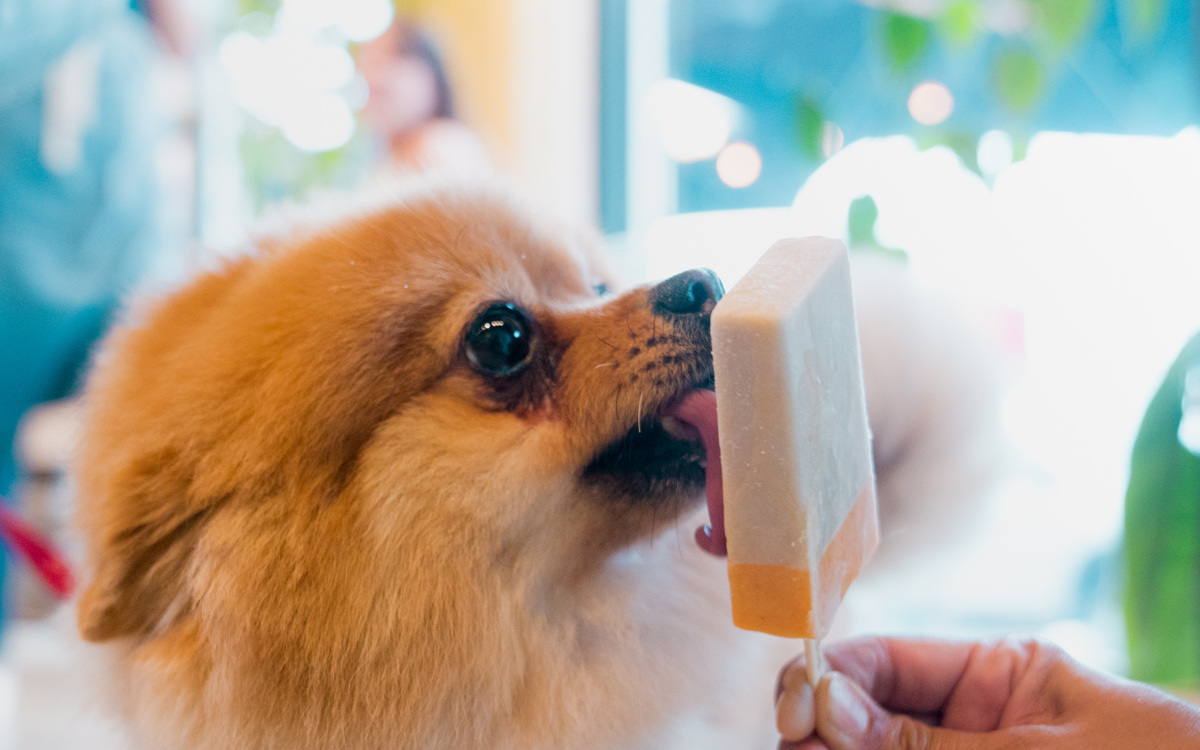 Popsicles in miami
